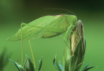 Oblong-Winged Katydid
