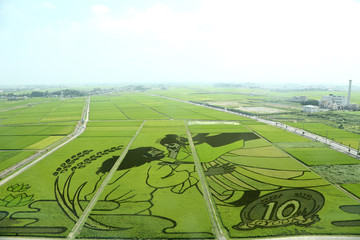 田んぼアート