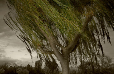 Willow tree windblown