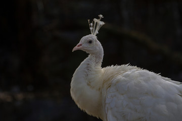 Close-up of beautiful white peacock