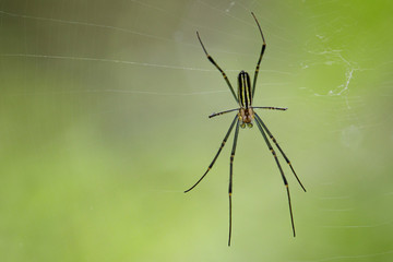Image of spider in the net. Insect Animal