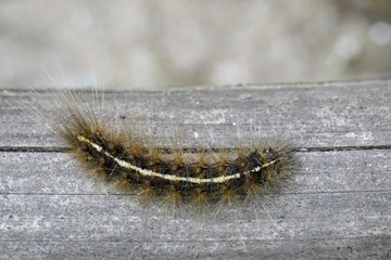 Image of Hairy caterpillar (Eupterote testacea) on natural background. Insect Animal