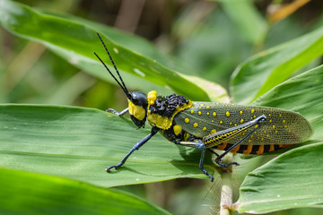 Image of spotted grasshopper (Aularches miliaris) on green leaves. Insect Animal