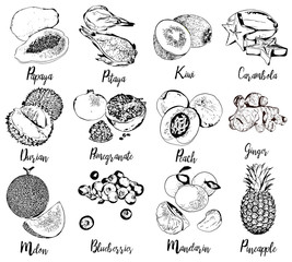 Set of fruits and berries in hand drawn graphics. Vector illustration of tropical fruits of durian, pineapple, papaya, pitaya, kiwi, carambola, pomegranate, peach, ginger, melon, blueberry, mandarin.