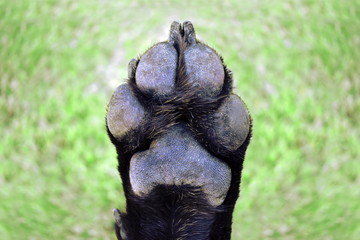 Dog Paw Foot Pad