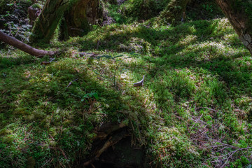 白駒池の苔