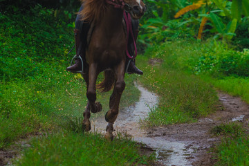 rider horse running on the way in farm or big mountain
