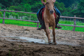 rider horse running on the way in farm or big mountain