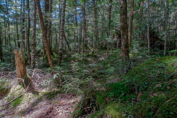 八ヶ岳の森林