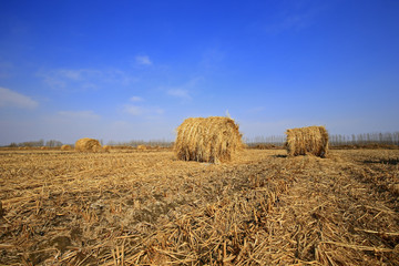 Dry straw under the blue sky