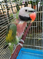 Colorful parrot