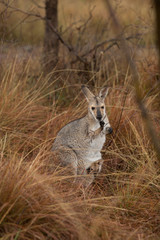 Wallaby in the rain