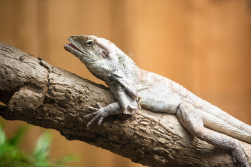 Iguana