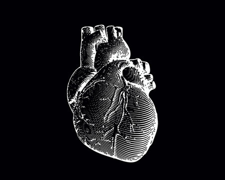 Engraving human heart illustration isolated on black BG