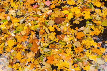 Autumn leaves in water