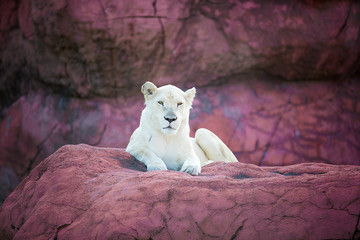 Lion on red rocks