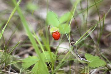 Bright juicy strawberries grow on the ground in the forest