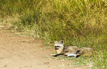 Jackals Resting