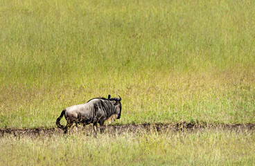 Lone Wildebeest