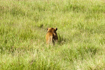 Lion Butt Shot