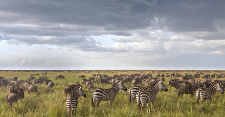 Zebras In The Wildebeest Herd