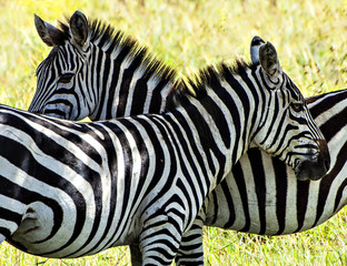 Fototapeta na wymiar Zebras On Guard
