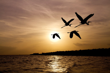 Under the concept of good leadership, teamwork ,Like birds flying through the sunset