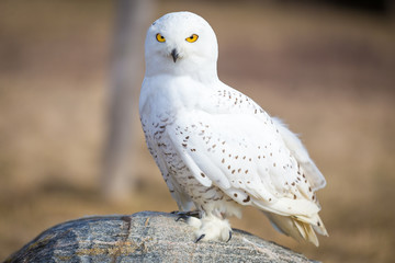 snowy owl closeup