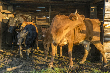 cattle limousine in the yard, cows, heifers, calves and young
