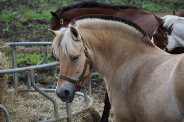 Fototapeta premium Tan Horse