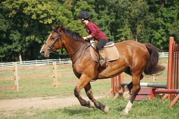 Obraz premium Horse Trot