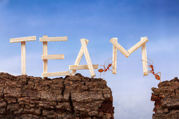 Ants carry word team across wooden cliff with sky background, teamwork concept