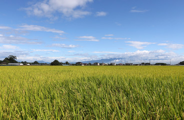 稲穂と秋の空