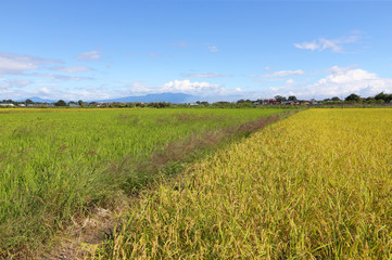 Fototapeta premium 稲穂と秋の空