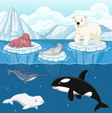 Cartoon wild arctic animal on north pole