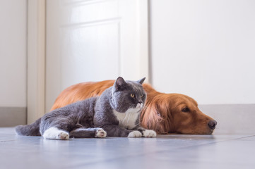 British shorthair cat and Golden Retriever