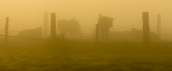 cows on a meadow on a foggy summer morning