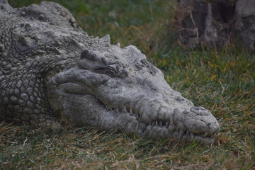 Sleepy croc