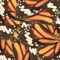 Seamless pattern made from monarch butterfly wing for background texture