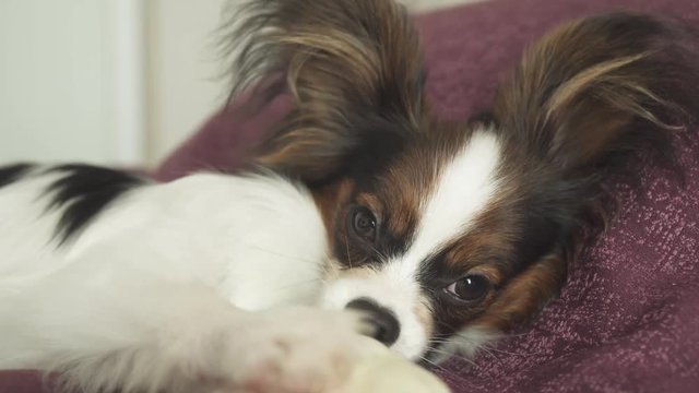 Papillon Continental Toy Spaniel puppy gnaws dried leg of mutton stock footage video