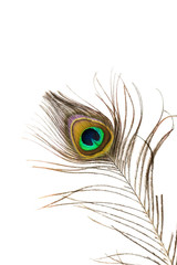 Detail of peacock feather on white background
