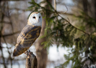 Barn Owl
