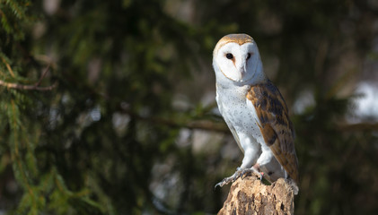 Barn Owl