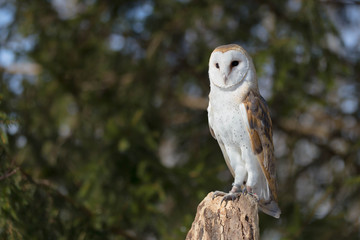 Barn Owl