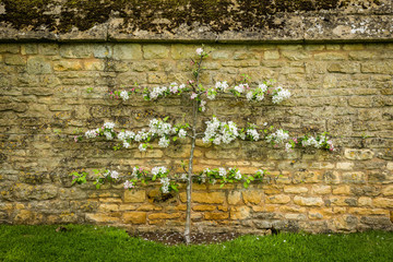 espalier apple tree, Cotswolds