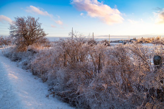 Icy Tree braches