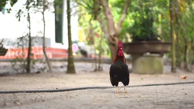 Chicken bantam in morning 