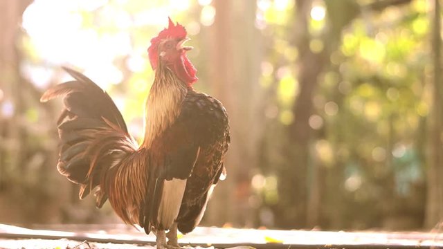 Chicken bantam in morning 