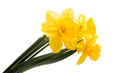 Obraz na płótnie Canvas yellow daffodils isolated