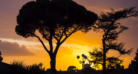 Silhouette of Italian Stone Pine oder Umbrella Pine in Tuscany